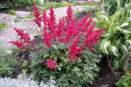 Astilba ültetés magvak, termesztése és gondozása virágok (növekvő a magokat Astilbe) Astilba ültetés magvak, termesztése és gondozása virágok