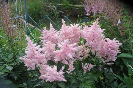 Astilba ültetés magvak, termesztése és gondozása virágok (Astilbe) Astilba ültetés magvak, termesztése és gondozása virágok