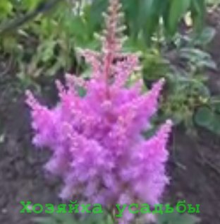 Astilbe, egyre nagyobb a mag, ellátás, egyéb utánzatok