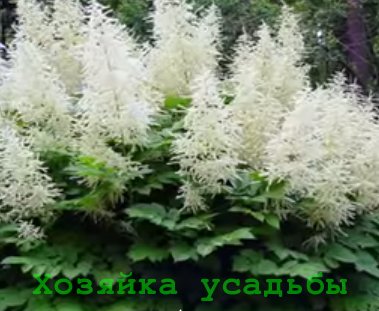 Astilbe, egyre nagyobb a mag, ellátás, egyéb utánzatok