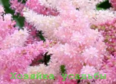 Astilbe, egyre nagyobb a mag, ellátás, más anyagokat (Astilbe) Astilbe, egyre nagyobb a mag, ellátás, egyéb utánzatok