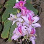 Bauhinia (Orchid fa) ápolási otthon fotó, termesztés vetőmag fajok és