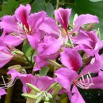 Bauhinia (Orchid fa) ápolási otthon fotó, termesztés vetőmag fajok és