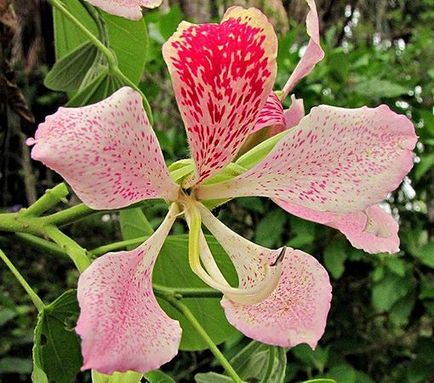 Bauhinia (Orchid fa) ápolási otthon fotó, termesztés vetőmag fajok és 1