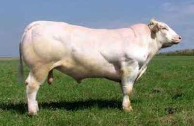 Kék belga tehén leírása és a fajta jellemzői