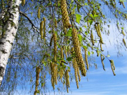 Birch tar alkalmazás előnyeit, kár (alkalmazás) Birch tar alkalmazás előnyeit, kár