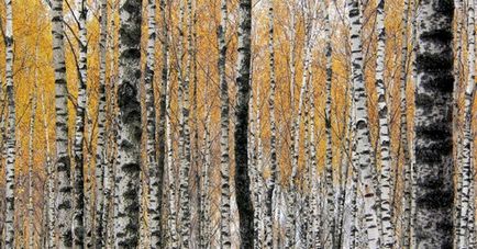 Birch tar alkalmazás előnyeit, kár (nyír tar alkalmazás használatát kár) Birch tar alkalmazás előnyeit, kár