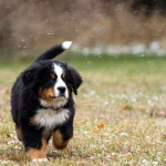 Berni kutya jellegének leírását, a gondozás és a betegség, fotók