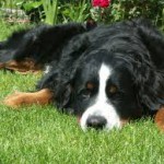 Berni kutya jellegének leírását, a gondozás és a betegség, fotók