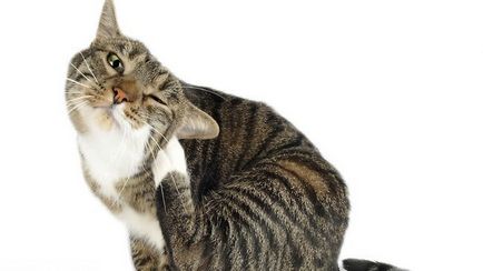 Flea dermatitis macskáknál kezelni otthon fotó