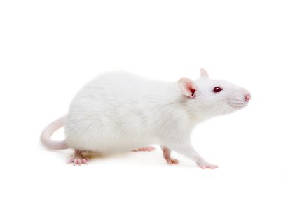 Betegségek patkányok és a kezelés