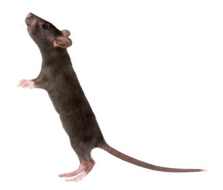 Betegségek patkányok és a kezelés