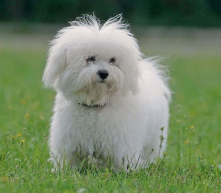 Öleb, kutyafajta, máltai, máltai, orosz színű lapdog