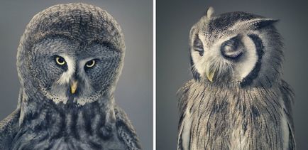 Több, mint az emberi „- feltűnő portréi állatok Tim Flach (tim flach) (portrék) Több, mint az emberi „- feltűnő portréi állatok Tim Flach (Tim Flach)