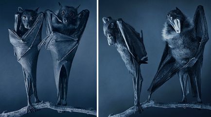 Több, mint az emberi „- feltűnő portréi állatok Tim Flach (tim flach) (állat) Több, mint az emberi „- feltűnő portréi állatok Tim Flach (Tim Flach)