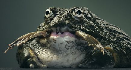 Több, mint az emberi „- feltűnő portréi állatok Tim Flach (tim flach) (fő) Több, mint az emberi „- feltűnő portréi állatok Tim Flach (Tim Flach)