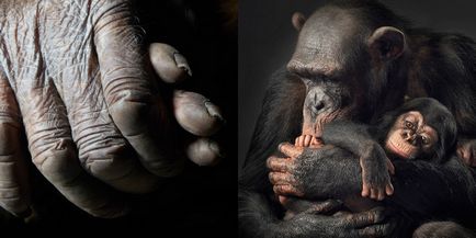 Több, mint az emberi „- feltűnő portréi állatok Tim Flach (tim flach) (több) Több, mint az emberi „- feltűnő portréi állatok Tim Flach (Tim Flach)