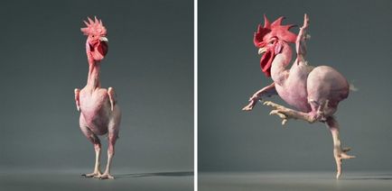 Több, mint az emberi „- feltűnő portréi állatok Tim Flach (tim flach) (flach) Több, mint az emberi „- feltűnő portréi állatok Tim Flach (Tim Flach)