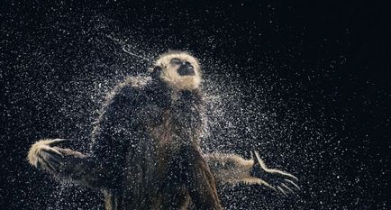 Több, mint az emberi „- feltűnő portréi állatok Tim Flach (tim flach) (portrék) Több, mint az emberi „- feltűnő portréi állatok Tim Flach (Tim Flach)