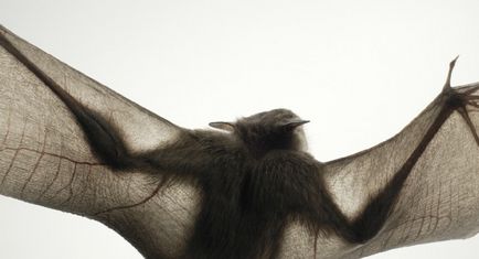 Több, mint az emberi „- feltűnő portréi állatok Tim Flach (tim flach) (portrék) Több, mint az emberi „- feltűnő portréi állatok Tim Flach (Tim Flach)