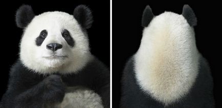 Több, mint az emberi „- feltűnő portréi állatok Tim Flach (tim flach) (portrék) Több, mint az emberi „- feltűnő portréi állatok Tim Flach (Tim Flach)