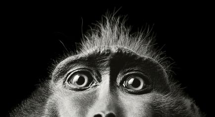 Több, mint az emberi „- feltűnő portréi állatok Tim Flach (tim flach) (fő) Több, mint az emberi „- feltűnő portréi állatok Tim Flach (Tim Flach)