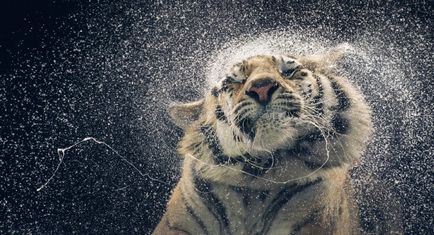 Több, mint az emberi „- feltűnő portréi állatok Tim Flach (tim flach) (állat) Több, mint az emberi „- feltűnő portréi állatok Tim Flach (Tim Flach)