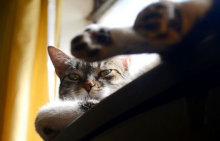 Brazil rövidszőrű részletes megismerésére a fajta (brazil rövidszőrű) Brazil rövidszőrű részletes megismerésére a fajta