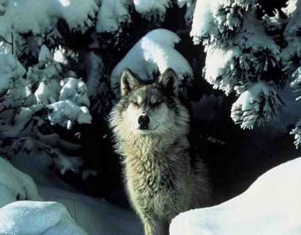 Mi félnek farkasok (farkas) Mik félnek a farkasoktól