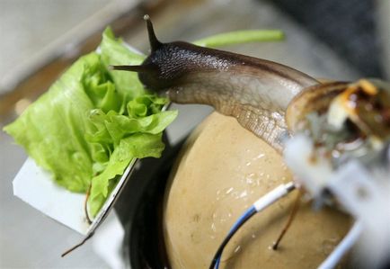 A takarmány-csigák (csigák) A csigák takarmány