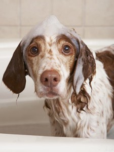 A mosási állatorvos tanácsát kutya
