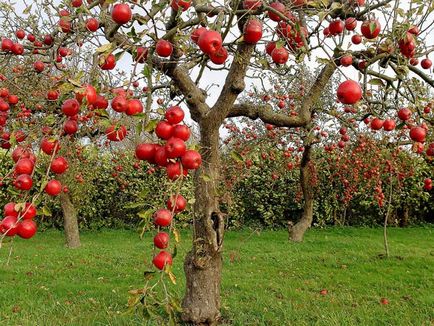 A folyamat a Apple tavaszi kártevők és betegségek ellen