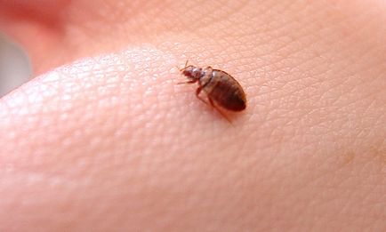 A bogarak veszélyesek az ember számára az apartmanban