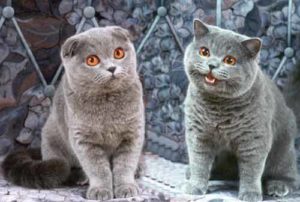 Mi a különbség a brit macskák skót megjelenésük és a temperamentum
