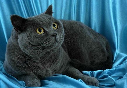A brit Fold macska eltér a skót, a macska és a macska