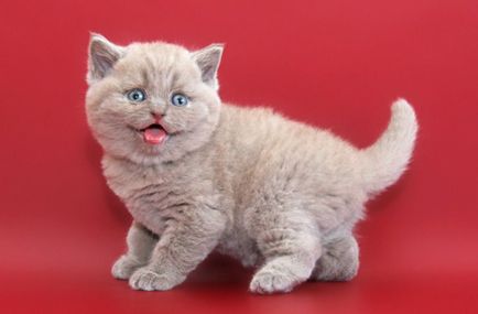 A brit Fold macska eltér a skót, a macska és a macska