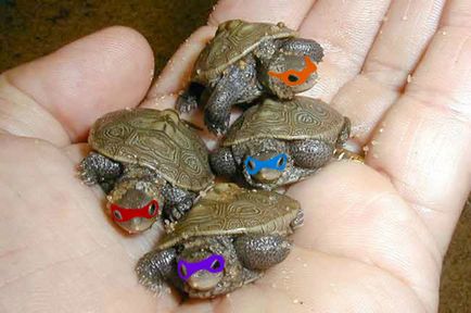 Turtle ninja, Netlore bug ninja ikonikus karakter, karikatúrák (Bug ninja) Teenage Mutant Ninja Turtles, Netlore Ninja Turtles, vallási karakter, karikatúrák