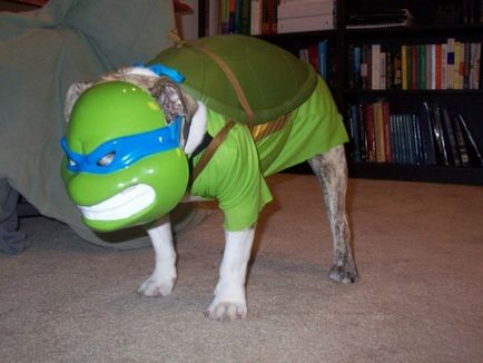Turtle ninja, Netlore bug ninja ikonikus karakter, karikatúrák (Netlore) Teenage Mutant Ninja Turtles, Netlore Ninja Turtles, vallási karakter, karikatúrák