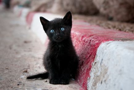 Fekete macska aranyos kisállat vagy jele baj, mint a jobb (cat) Fekete macska aranyos kisállat vagy jele baj, hogy hogyan