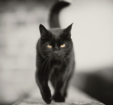 Fekete macska aranyos kisállat vagy jele baj, hogy hogyan