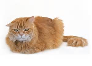 Mi a teendő, ha egy macska vagy macska székrekedés ásványolaj, beöntés, vagy egyéb kezelés otthon