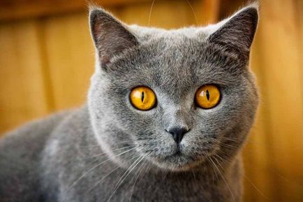 Mit jelent, ha egy macska néz az ember szemébe, és miért macskák nem néz egyenesen a szemébe; ha