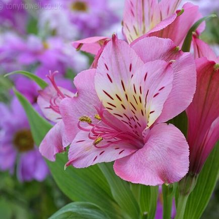 Alstroemeria virágok otthoni fotó, termesztése magok egy bankot és gondozás