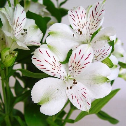 Alstroemeria virágok otthoni fotó, termesztése magok egy bankot és gondozás