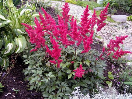 Astilbe virág - ültetés és gondozás, Photo Astilbe, Astilbe növekvő magról; előállítására Astilbe (fotó) Astilbe virág - ültetés és gondozás, Photo Astilbe, Astilbe növekvő magról; Astilbe előkészítés