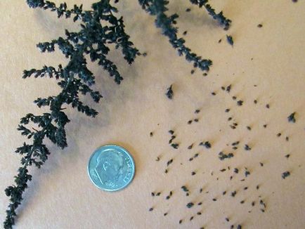 Astilbe virág - ültetés és gondozás, Photo Astilbe, Astilbe növekvő magról; előállítására Astilbe (magok) Astilbe virág - ültetés és gondozás, Photo Astilbe, Astilbe növekvő magról; Astilbe előkészítés