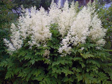 Astilbe virág - ültetés és gondozás, Photo Astilbe, Astilbe növekvő magról; előállítására Astilbe (Astilbe) Astilbe virág - ültetés és gondozás, Photo Astilbe, Astilbe növekvő magról; Astilbe előkészítés