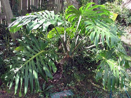 Monstera virága - otthoni gondozás transzplantáció és a szaporodás monstera; Ezért Monstera