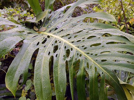 Monstera virága - otthoni gondozás transzplantáció és a szaporodás monstera; Ezért Monstera