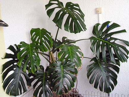 Monstera virága - otthoni gondozás transzplantáció és a szaporodás monstera; Ezért Monstera